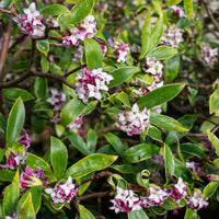 Blühende Sträucher - Seidelbast ‘Perfume Princess’® - Daphne x  odora x bholua perfume princess ®