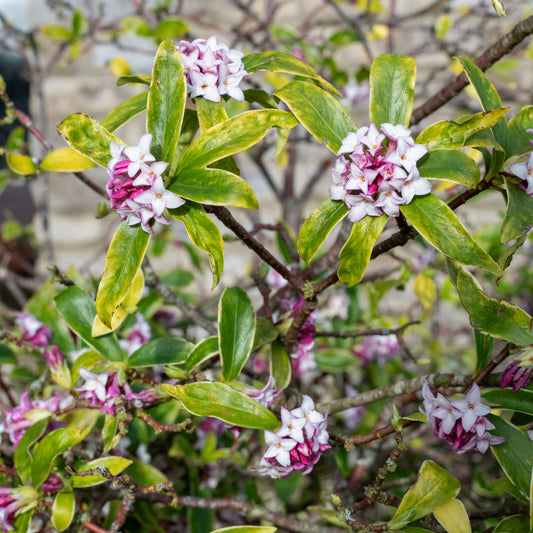 Seidelbast ‘Perfume Princess’® - Bakker