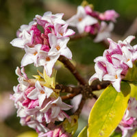 Daphne x  odora x bholua perfume princess ® - Seidelbast ‘Perfume Princess’® - Blühende Sträucher