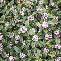 Seidelbast ‘Perfume Princess’® - Daphne x  odora x bholua perfume princess ® - Bakker