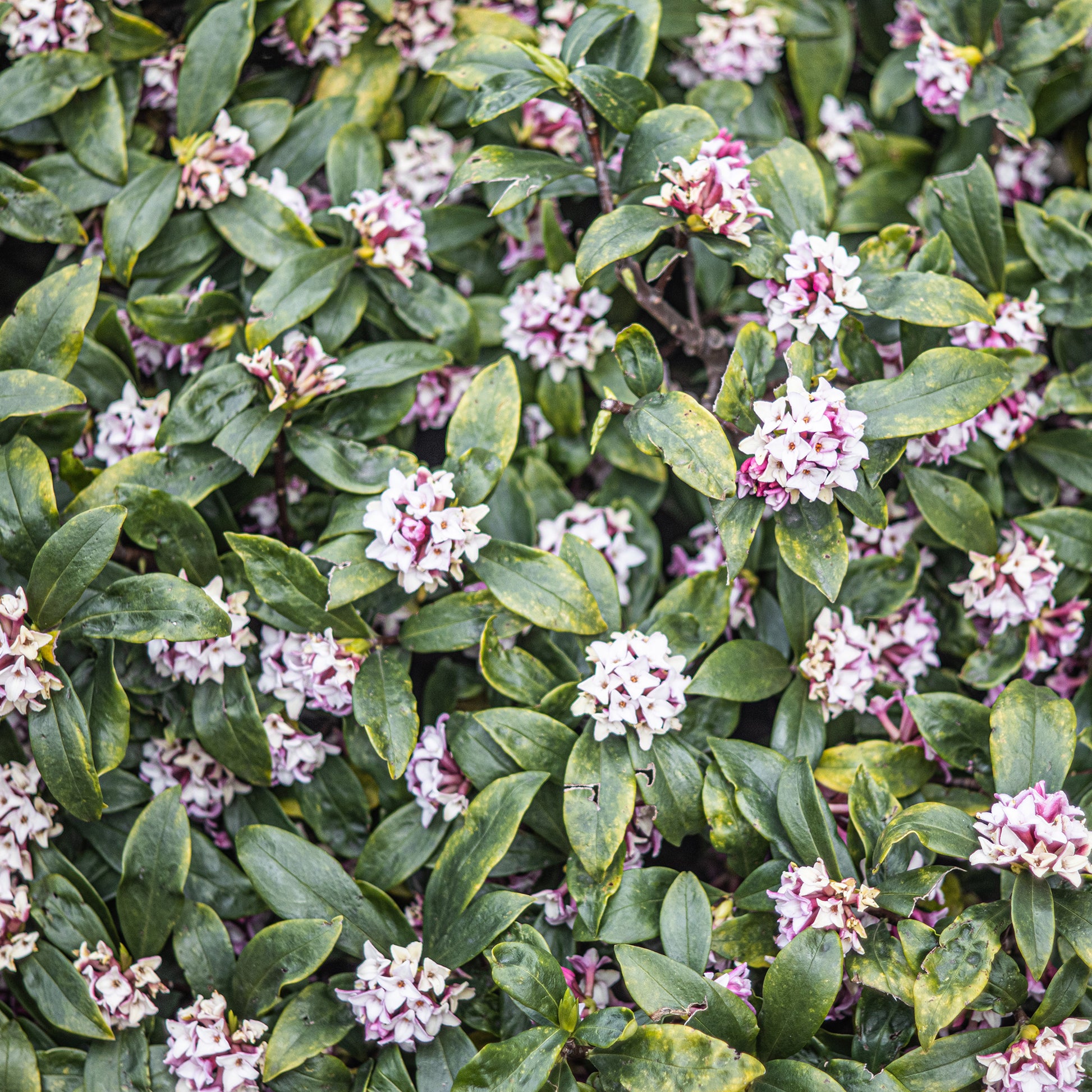 Seidelbast ‘Perfume Princess’® - Daphne x  odora x bholua perfume princess ® - Bakker