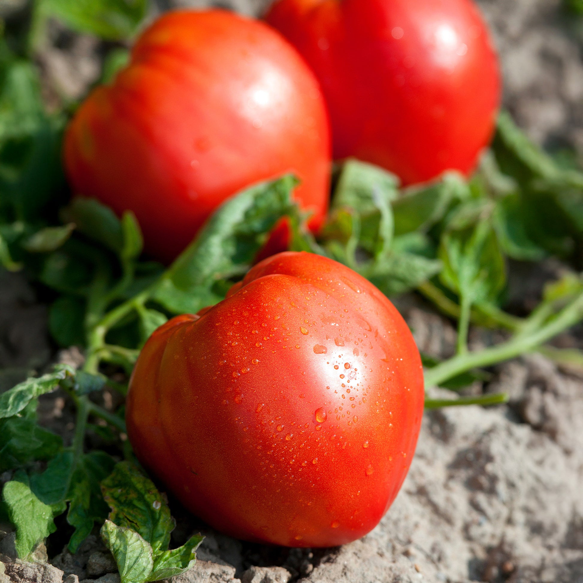 Solanum lycopersicum coeur de boeuf - Fleischtomate ‘Cœur de Bœuf’ (x3) - Gemüsepflanzen