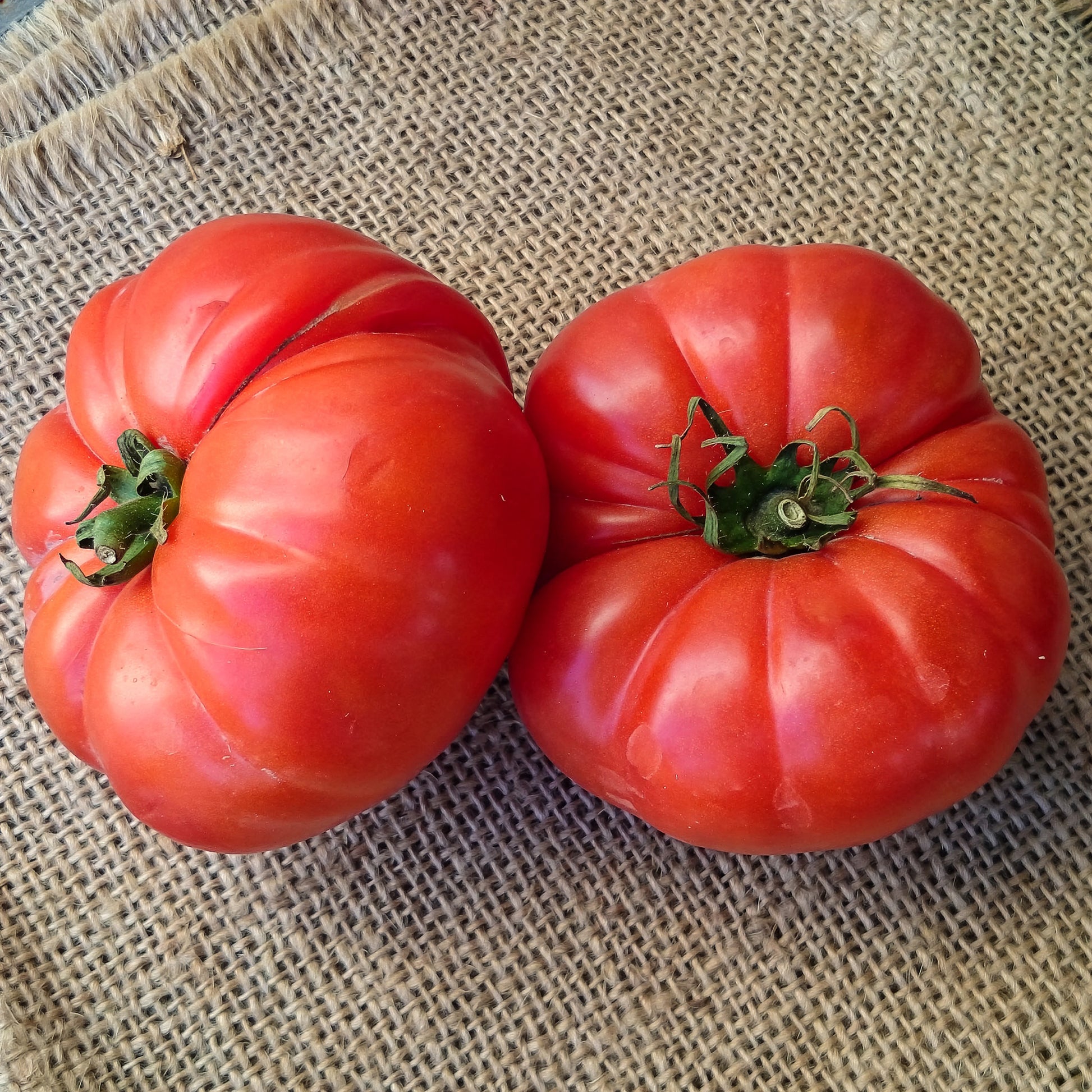 Tomatenpflanzen ‘Marmande’ (x3) - Solanum lycopersicum marmande - Bakker