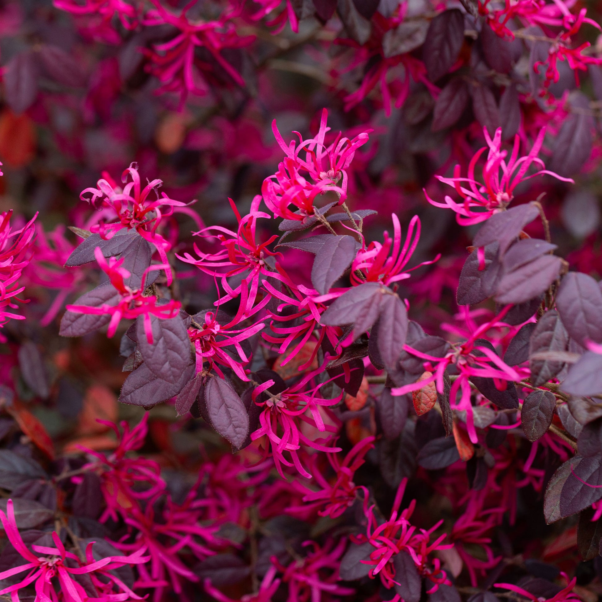 Verkauf Riemenblüte Black Pearl - Loropetalum chinense Black Pearl
