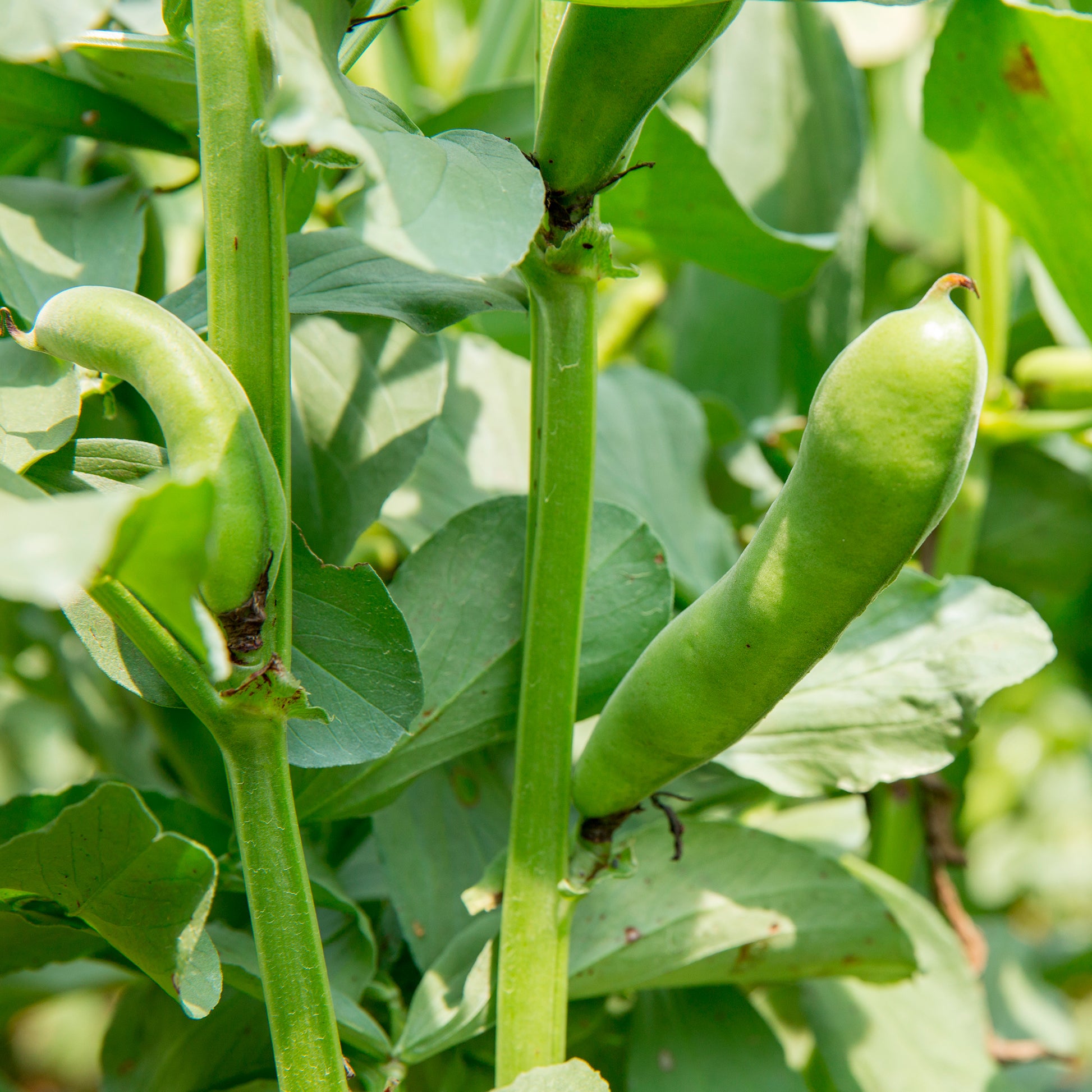 Samen für Hülsenfrüchte - Ackerbohne weiß extra früh - Vicia faba blanche précoce