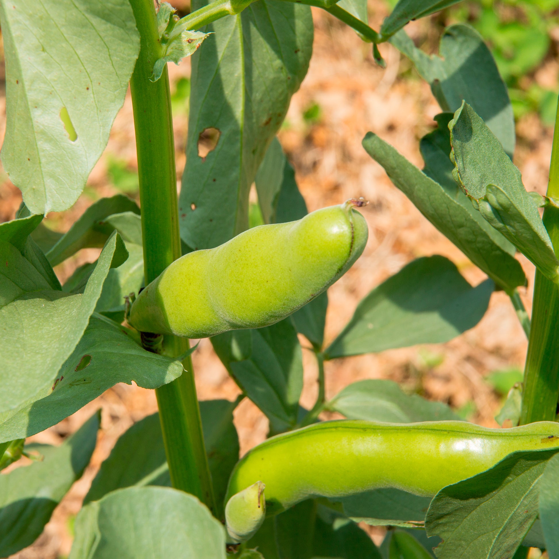 Vicia faba blanche précoce - Ackerbohne weiß extra früh - Samen für Hülsenfrüchte