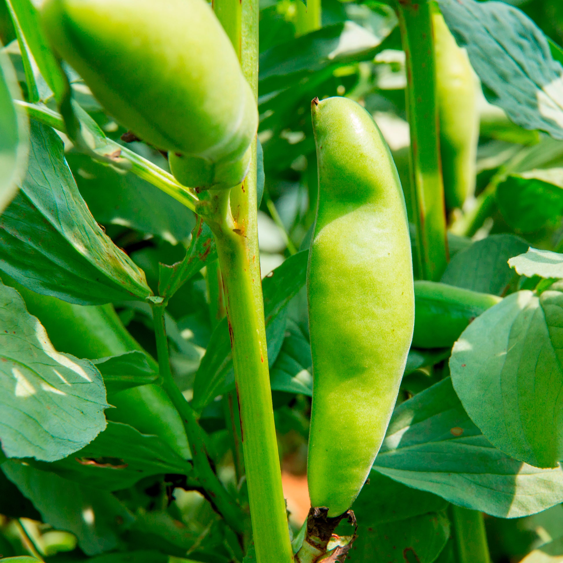 Verkauf Ackerbohne weiß extra früh - Vicia faba blanche précoce