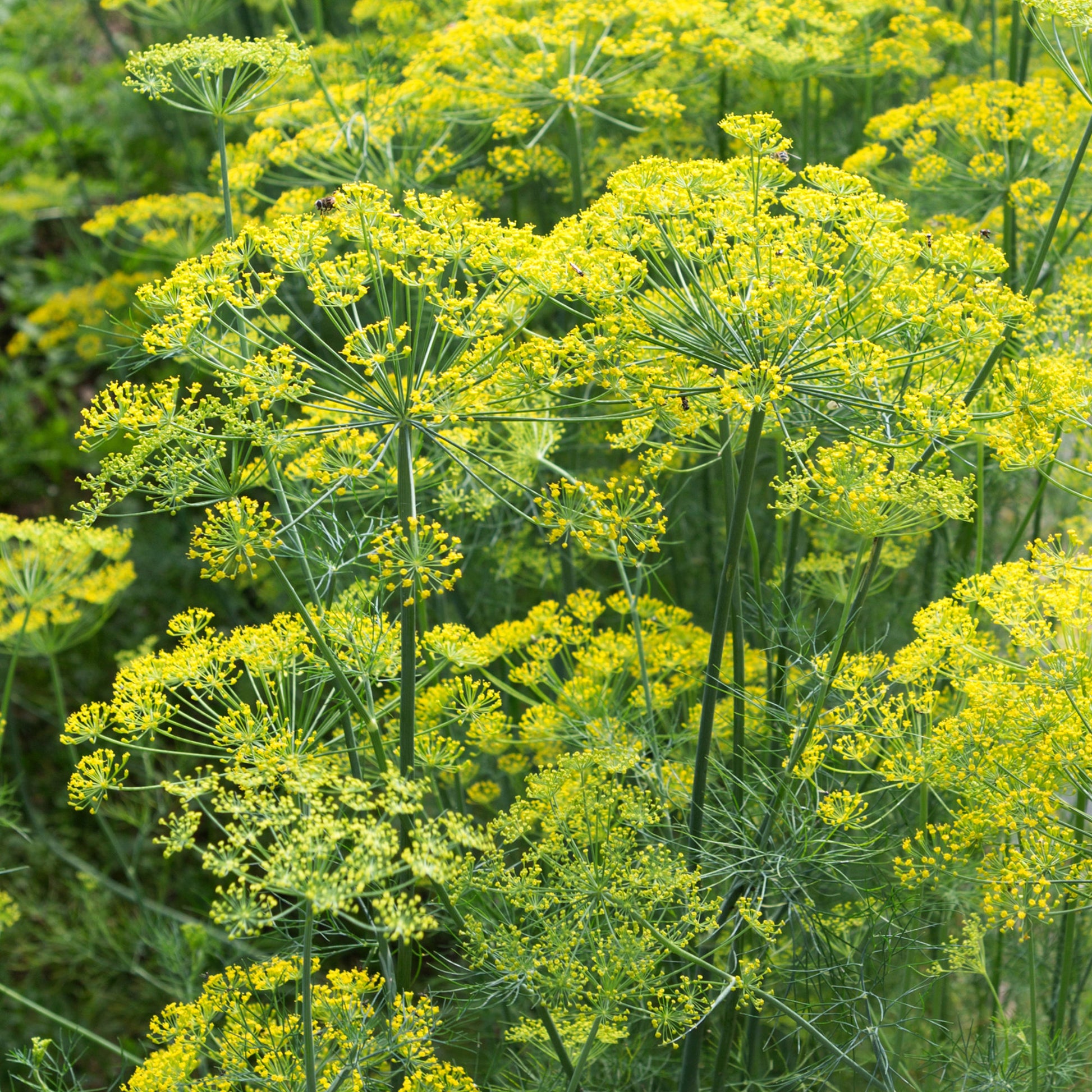 Kräutersamen - Dill Bouquet - Anethum graveolens bouquet