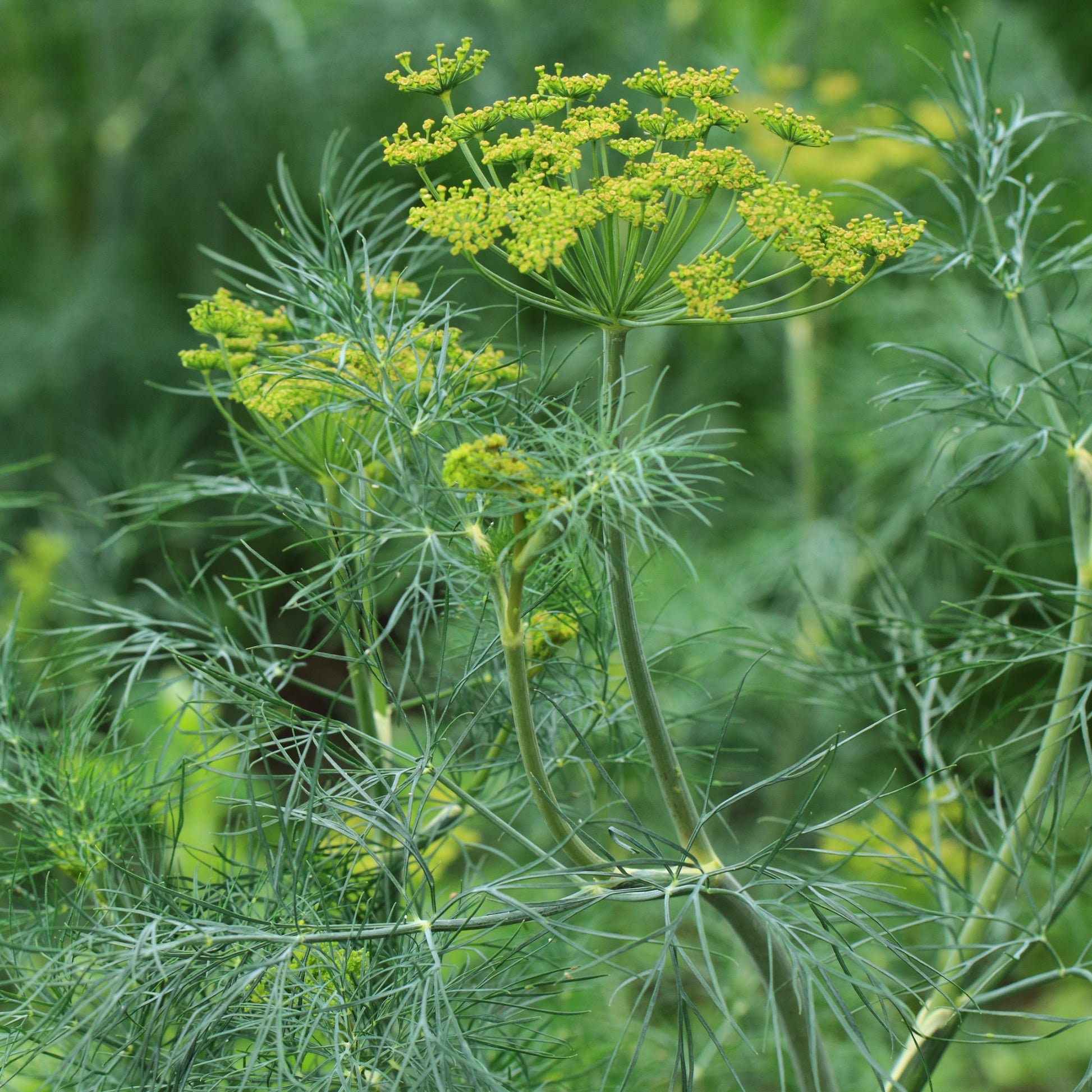 Anethum graveolens bouquet - Dill Bouquet - Kräutersamen