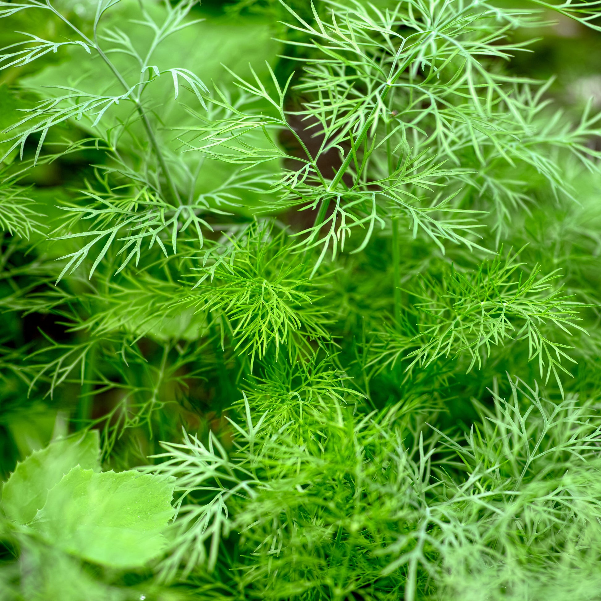 Dill Bouquet - Anethum graveolens bouquet - Bakker