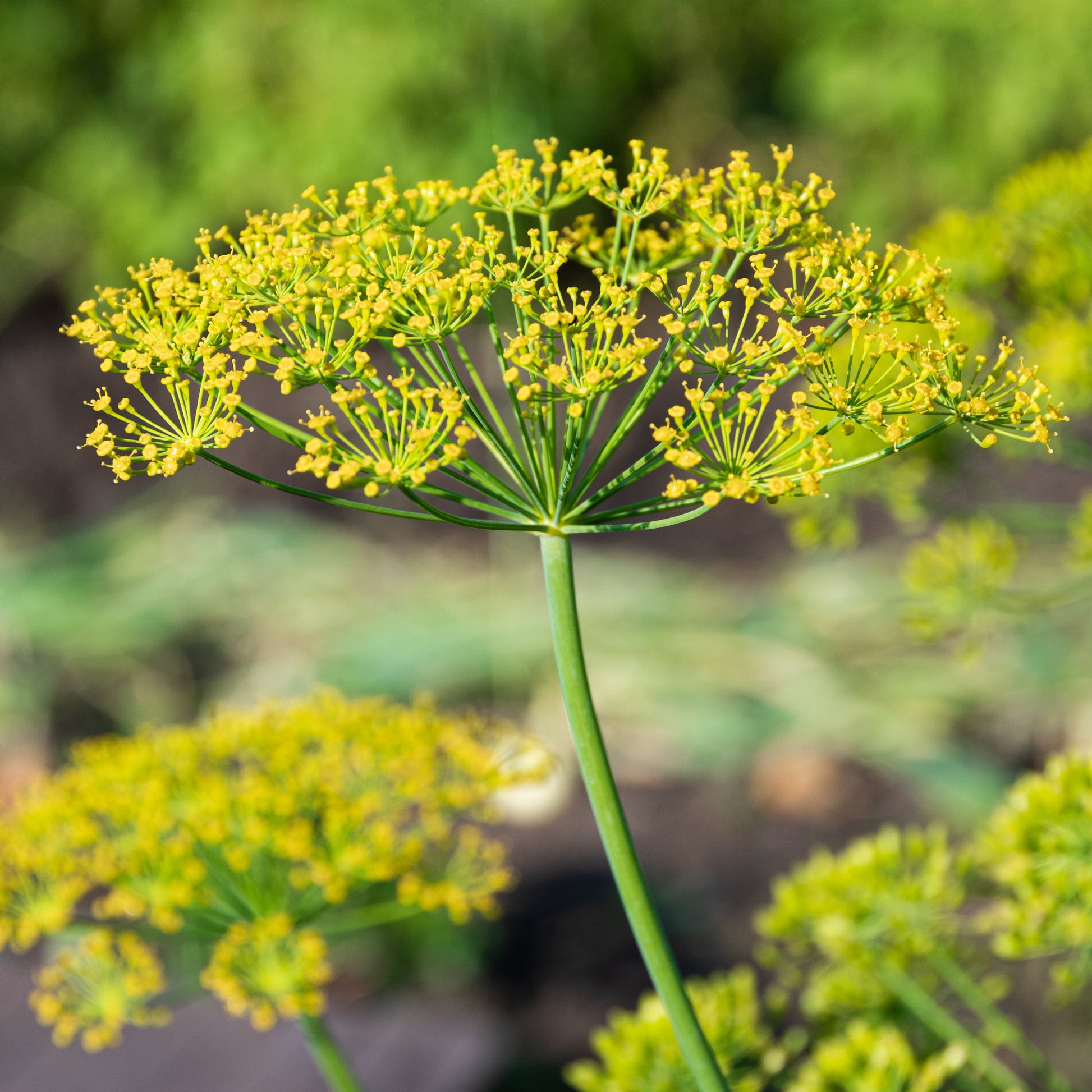 Verkauf Dill Bouquet - Anethum graveolens bouquet