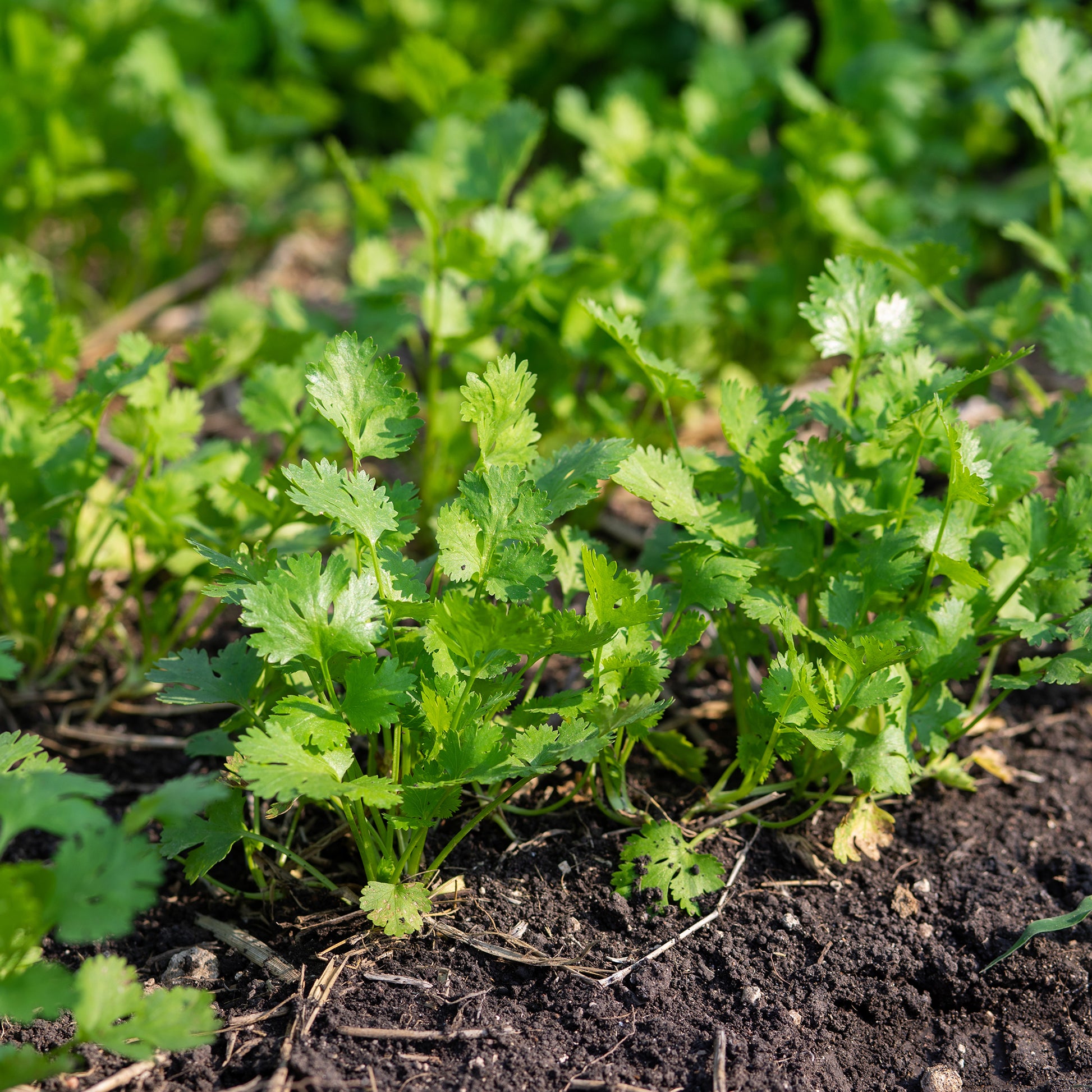 Coriandrum sativum slowbolting - Koriander Slowbolting - Kräutersamen