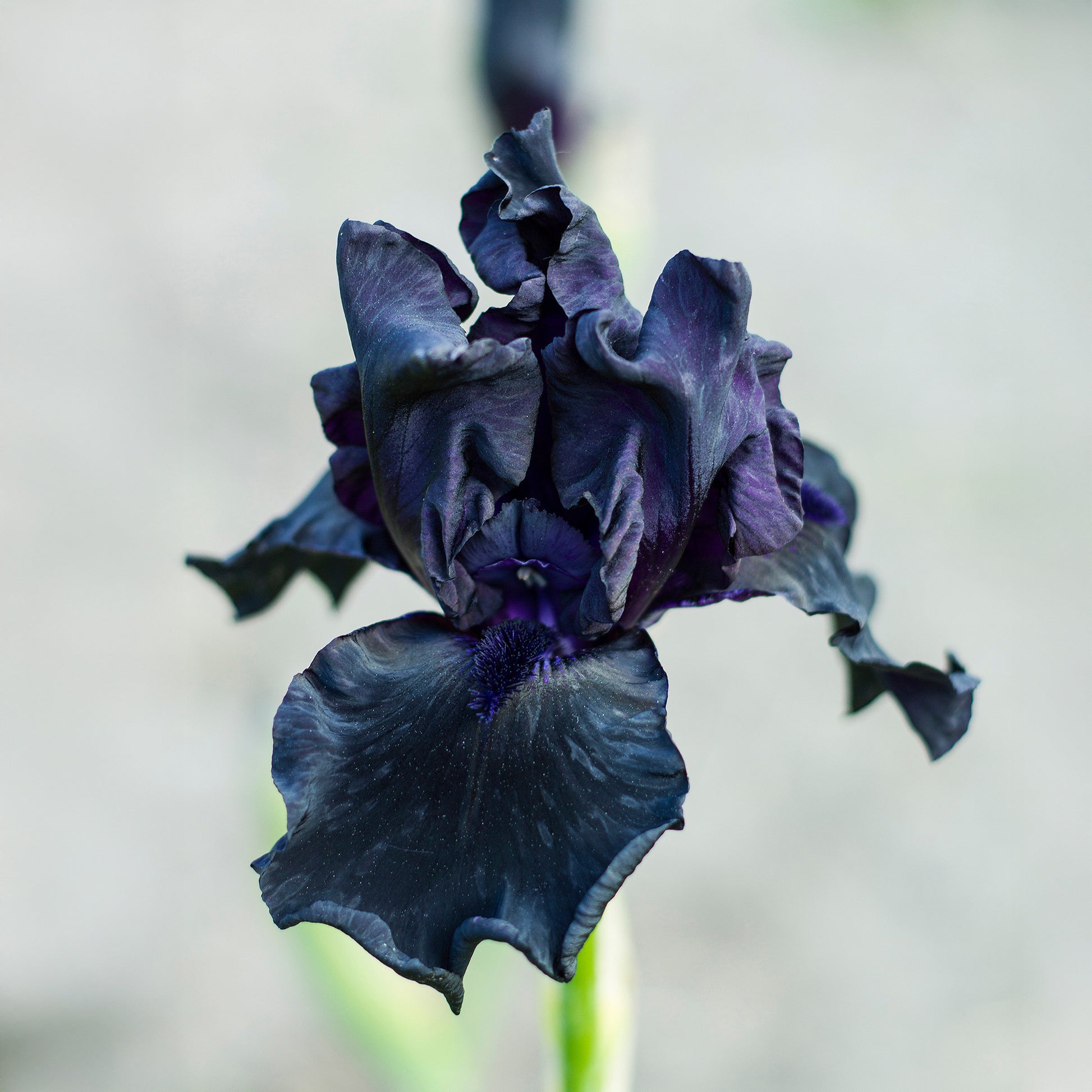 Bart-Schwertlilie ‘Study in Black’ (x2) - Bakker