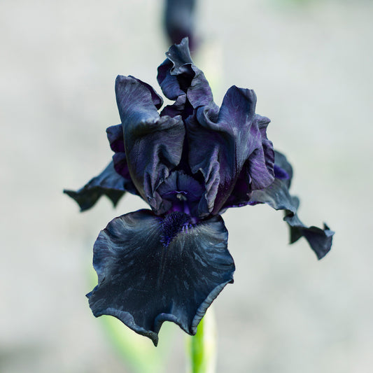 Bart-Schwertlilie ‘Study in Black’ (x2) - Bakker