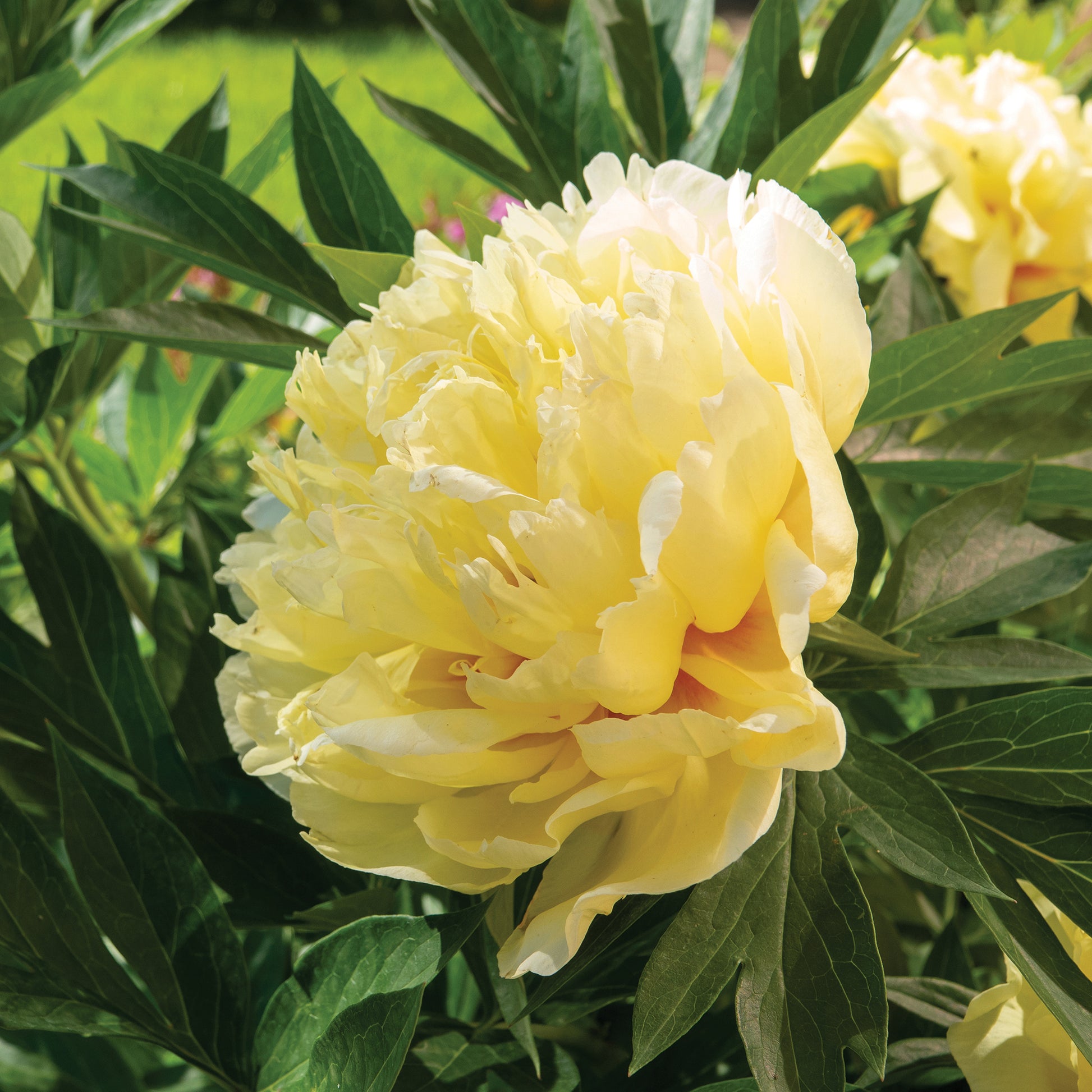 Pfingstrose Itoh Bartzella - Paeonia itoh bartzella - Bakker