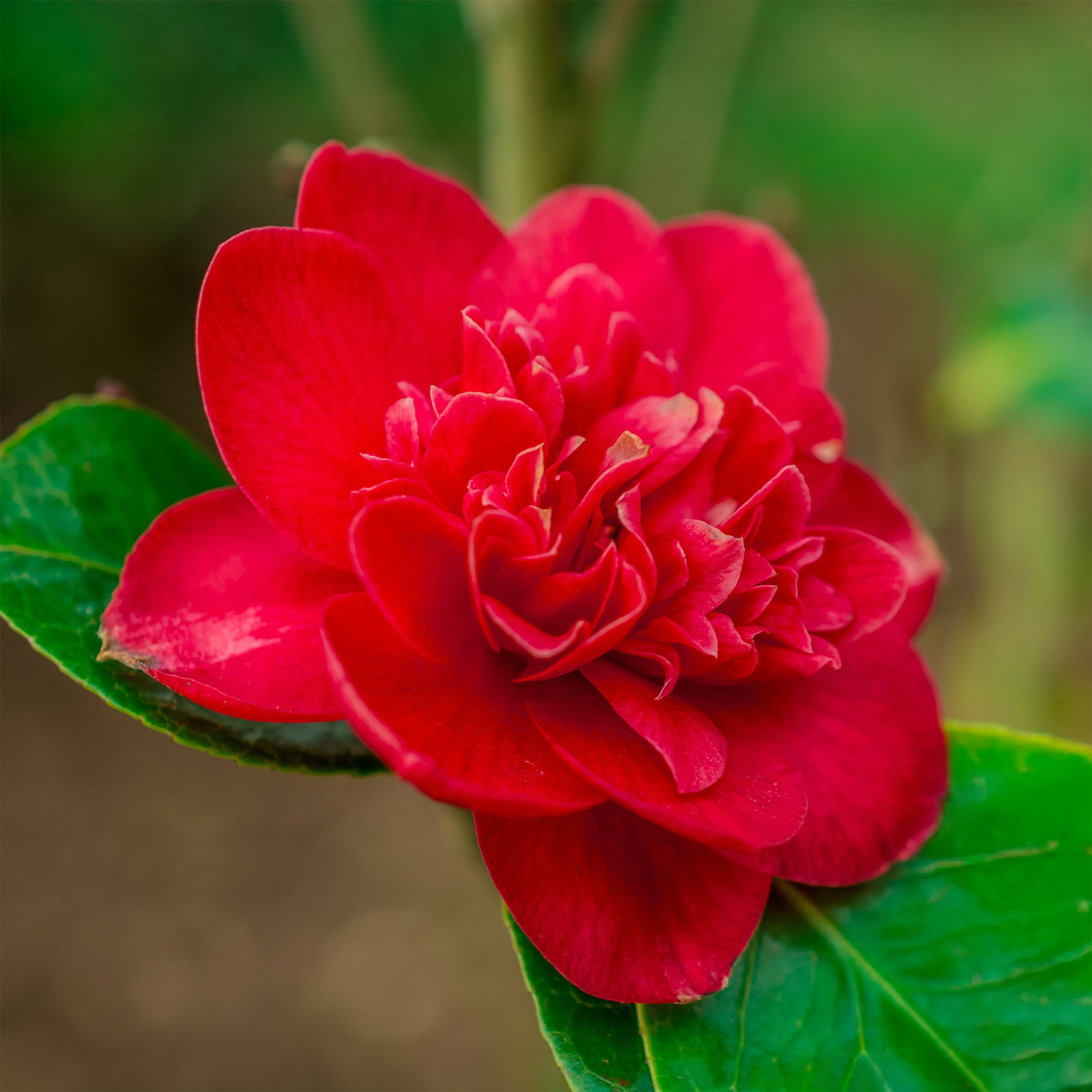 Japanische Kamelie ‘Lady Campbell’ - Camellia japonica Lady Campbell - Bakker