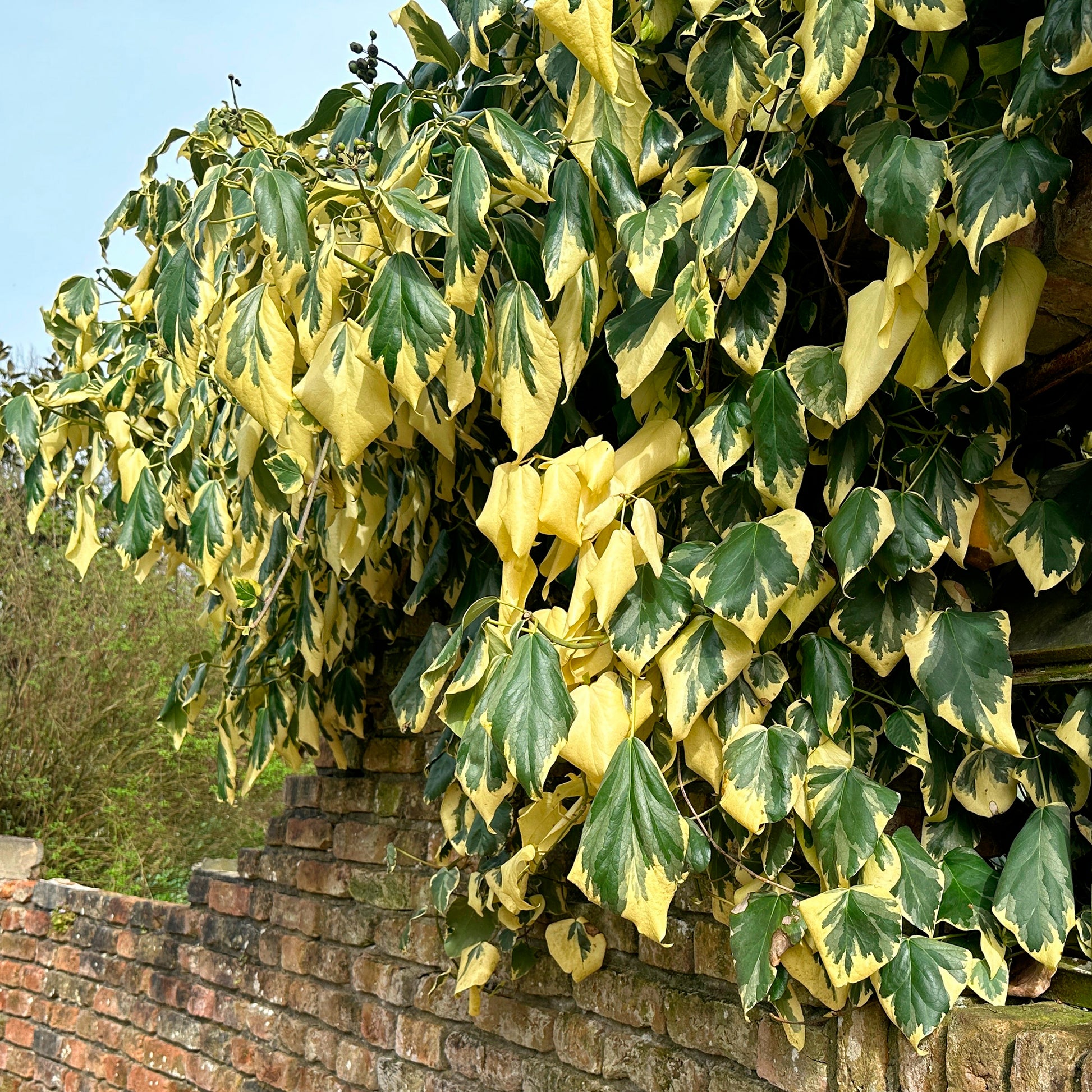 Kaukasus-Efeu ‘Dentata Variegata’ - Hedera colchica dentata variegata - Bakker