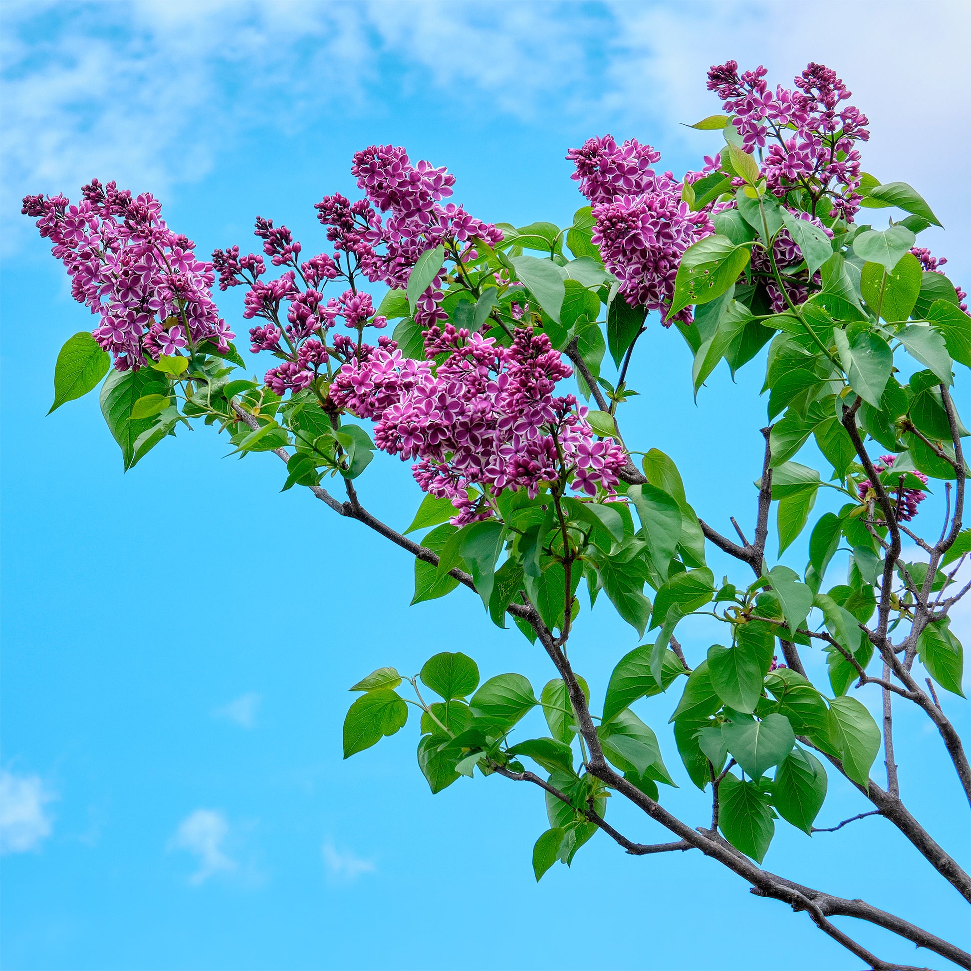 Verkauf Flieder Sensation - Syringa vulgaris sensation