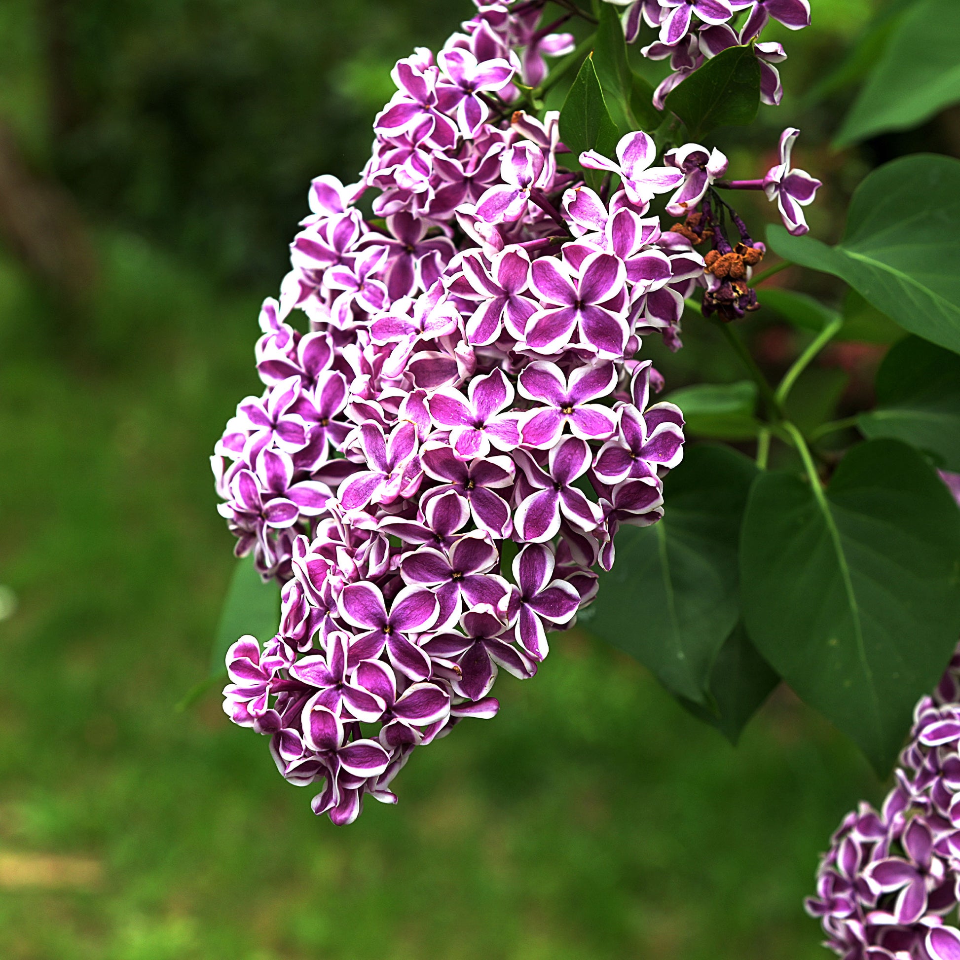 Flieder - Flieder Sensation - Syringa vulgaris sensation