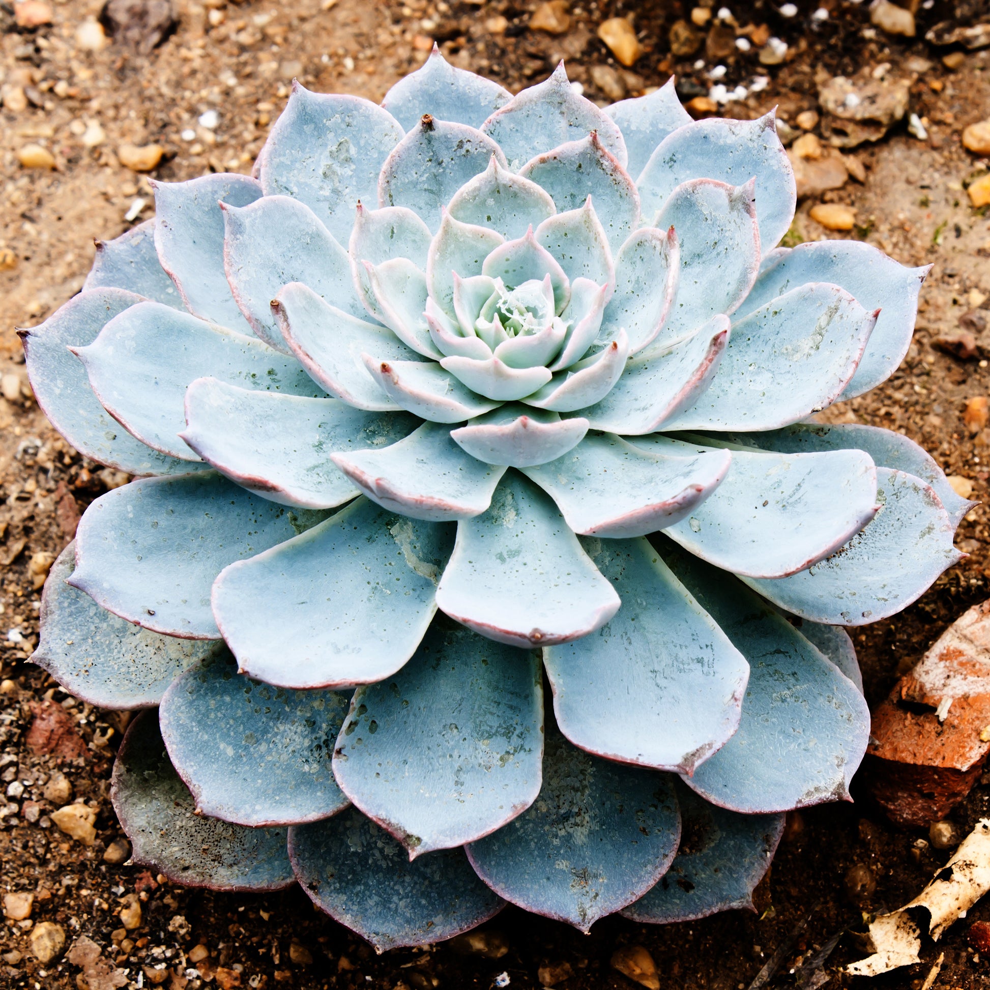 Echeverie ‘Perle von Nürnberg’ - Echeveria Pearl Von Nuernberg - Bakker