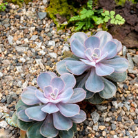 Echeverie ‘Perle von Nürnberg’