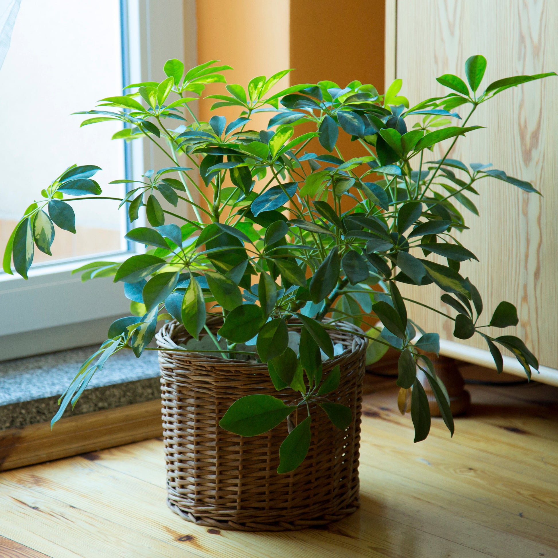 Strahlenaralie - Schefflera arboricola - Bakker
