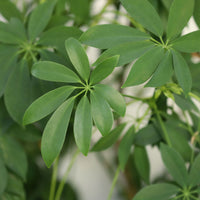 Schefflera arboricola - Strahlenaralie - Grüne Zimmerpflanzen