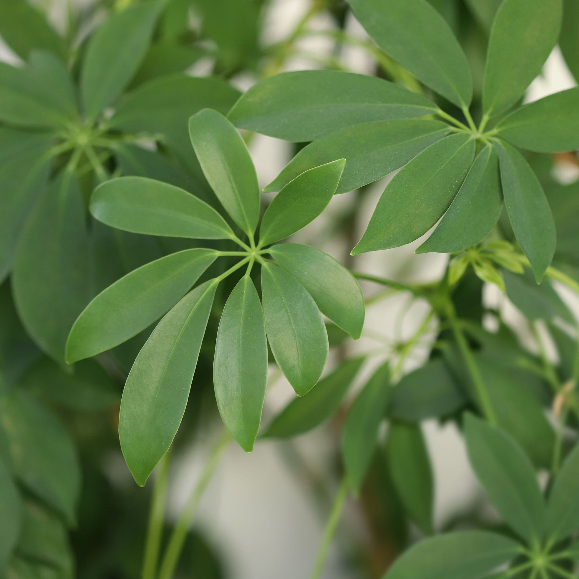 Schefflera arboricola - Strahlenaralie - Grüne Zimmerpflanzen