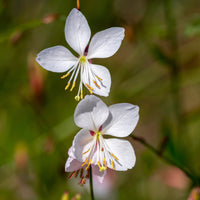 Blühende Stauden - Stauden-Kollektion in zarten Farben (x4) - Paeonia itoh bartzella, delphinium bolero, gaura lindheimeri