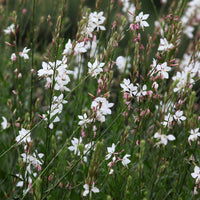 Paeonia itoh bartzella, delphinium bolero, gaura lindheimeri - Stauden-Kollektion in zarten Farben (x4) - Blühende Stauden