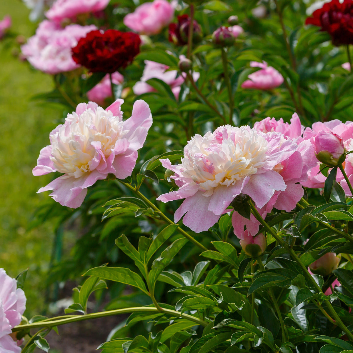 Pfingstrosen - Pfingstrose Raspberry Sundae - Paeonia lactiflora Raspberry Sundae