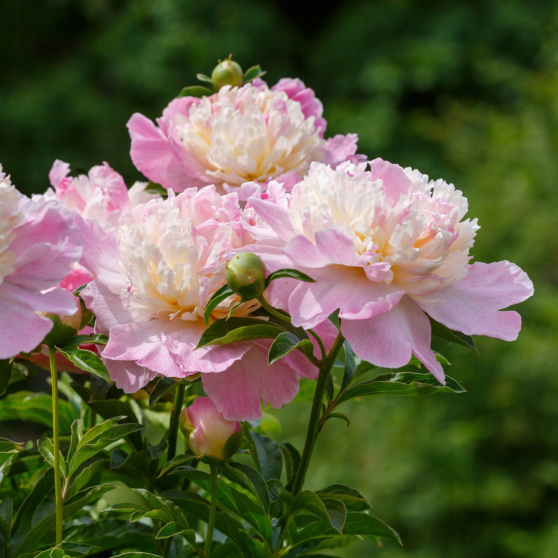 Pfingstrose Raspberry Sundae - Paeonia lactiflora Raspberry Sundae - Bakker