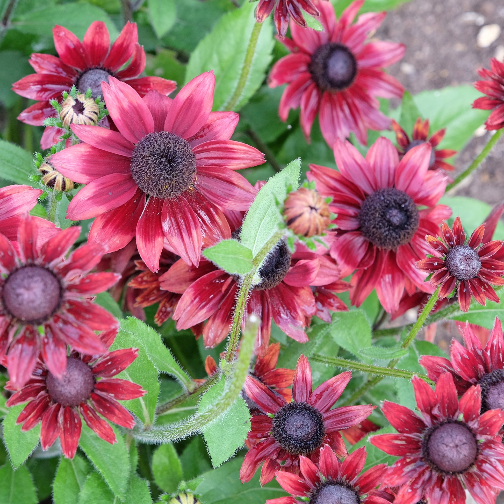 Sonnenhut Cherry Brandy (x2) - Echinacea hirta cherry brandy - Bakker