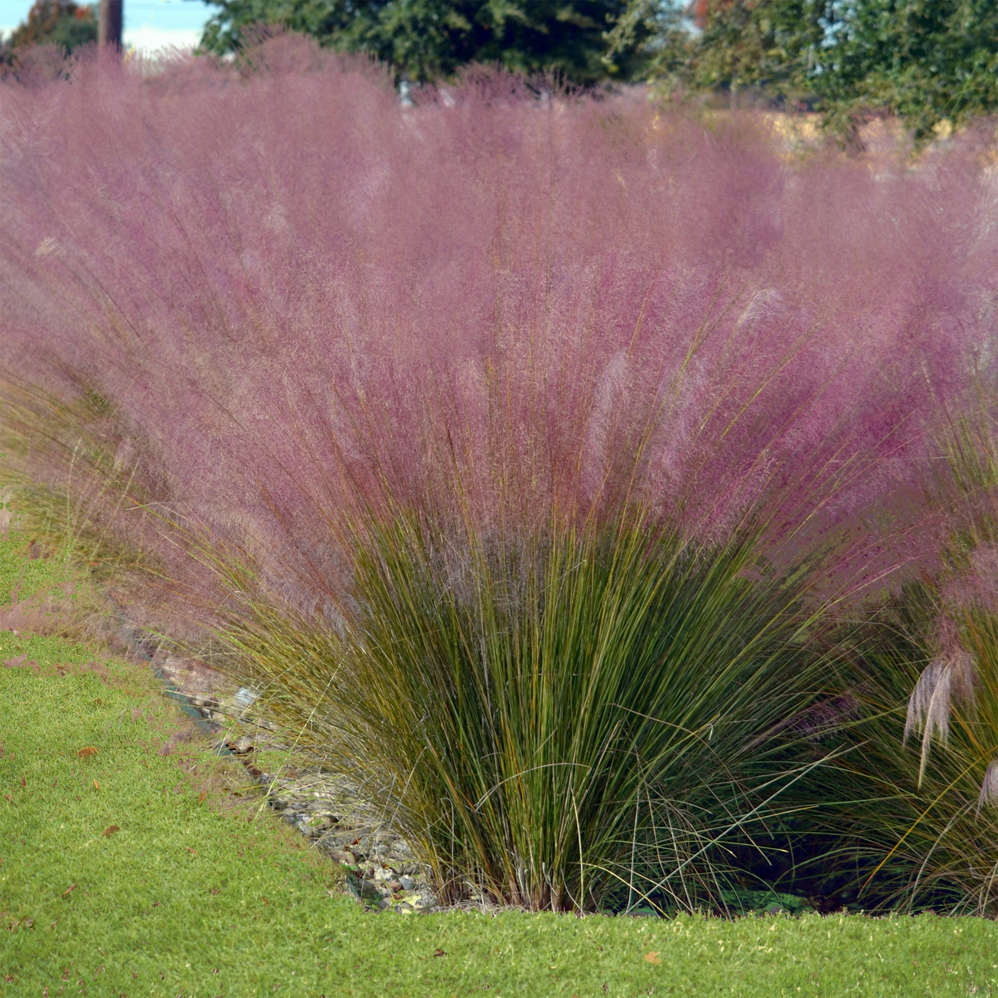 Rosa Haargras (x2) - Muhlenbergia capillaris - Bakker