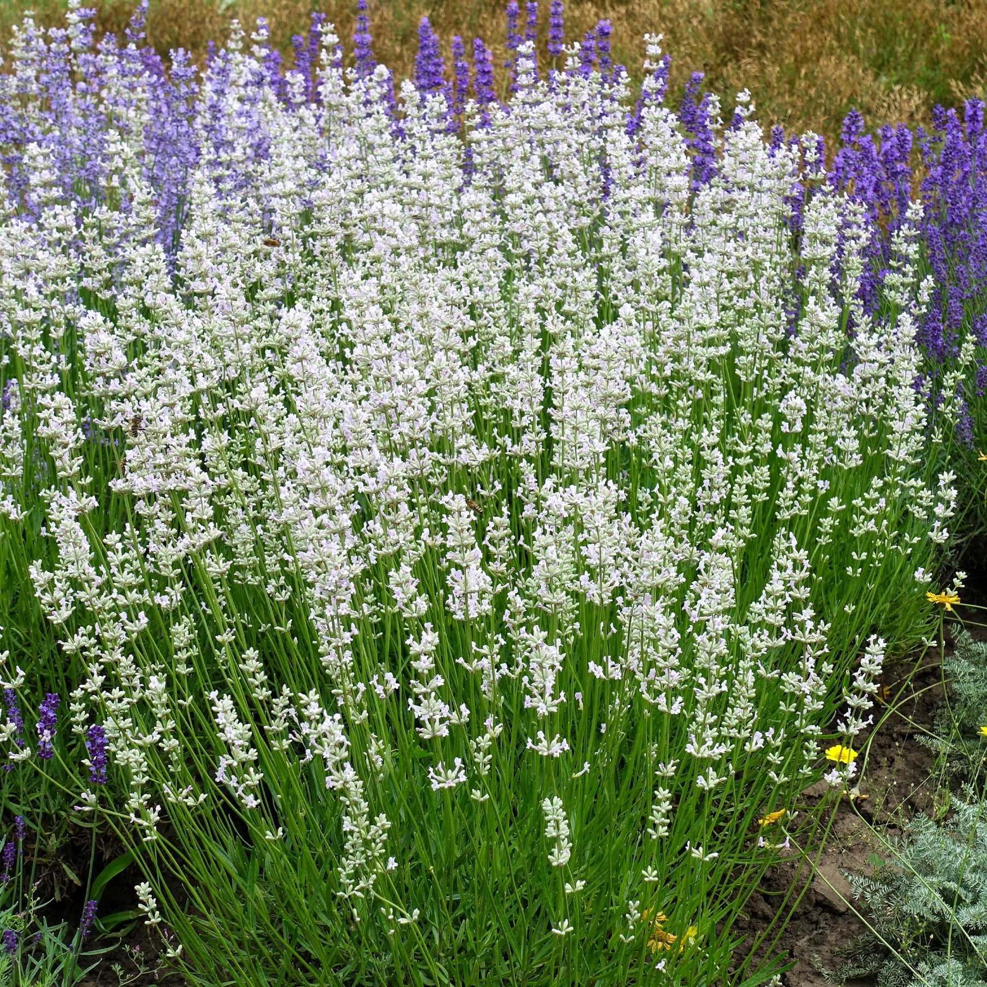 Weißer Lavendel (x2) - Lavandula angustifolia alba - Bakker