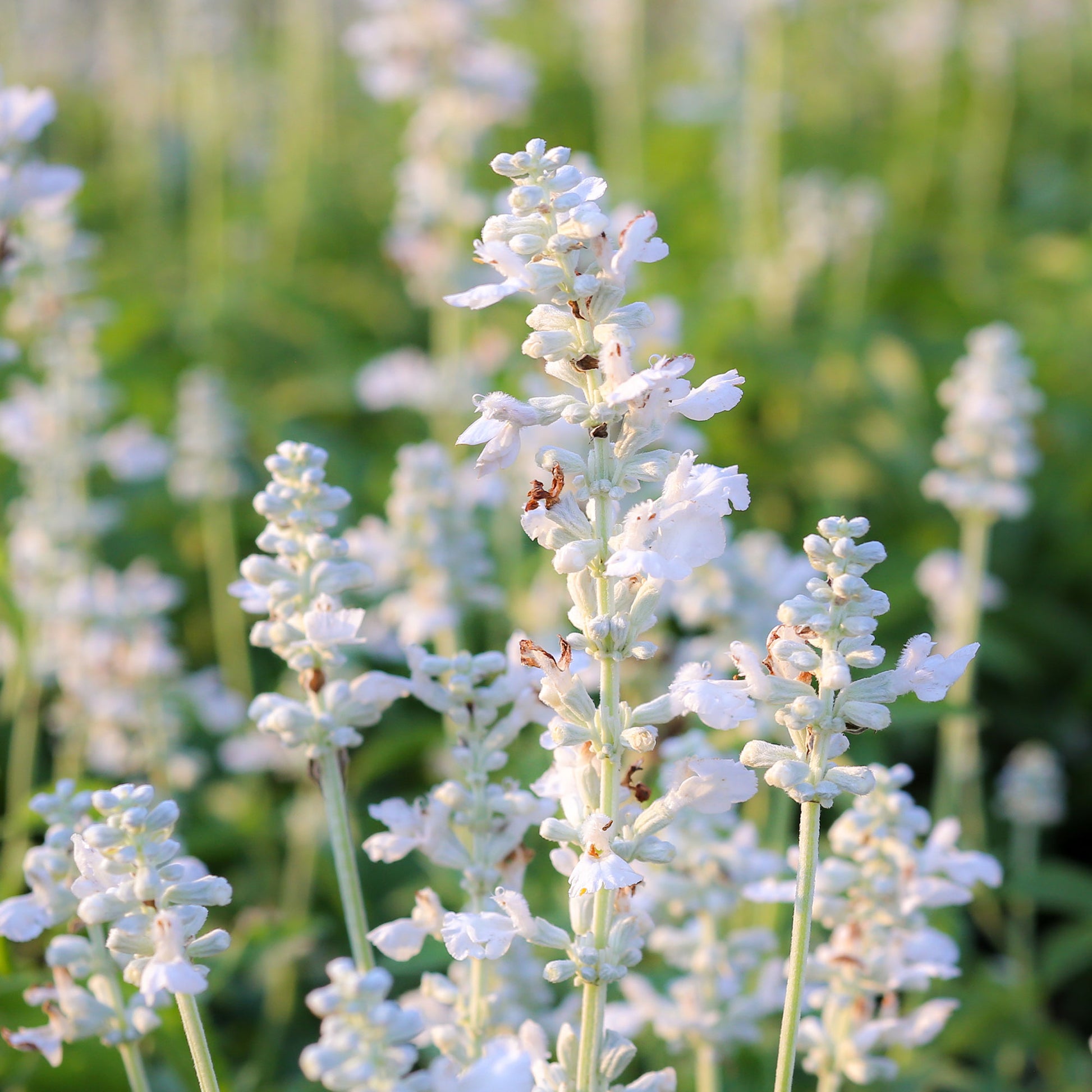 Lavendel - Weißer Lavendel (x2) - Lavandula angustifolia alba