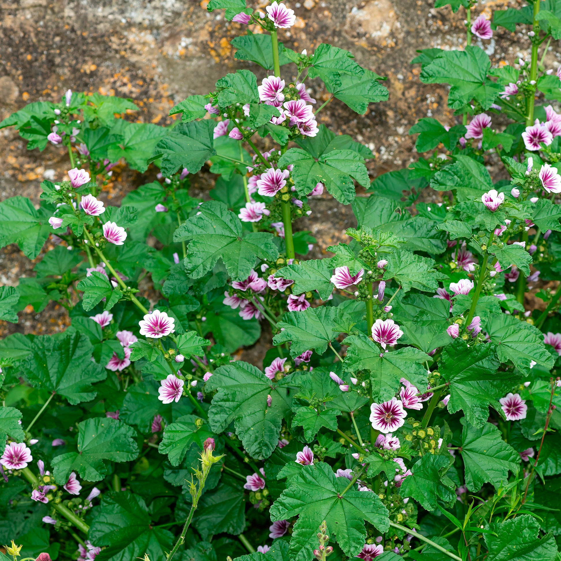 Malven   - Wilde Malve Zebrina (x2) - Malva sylvestris Zebrina