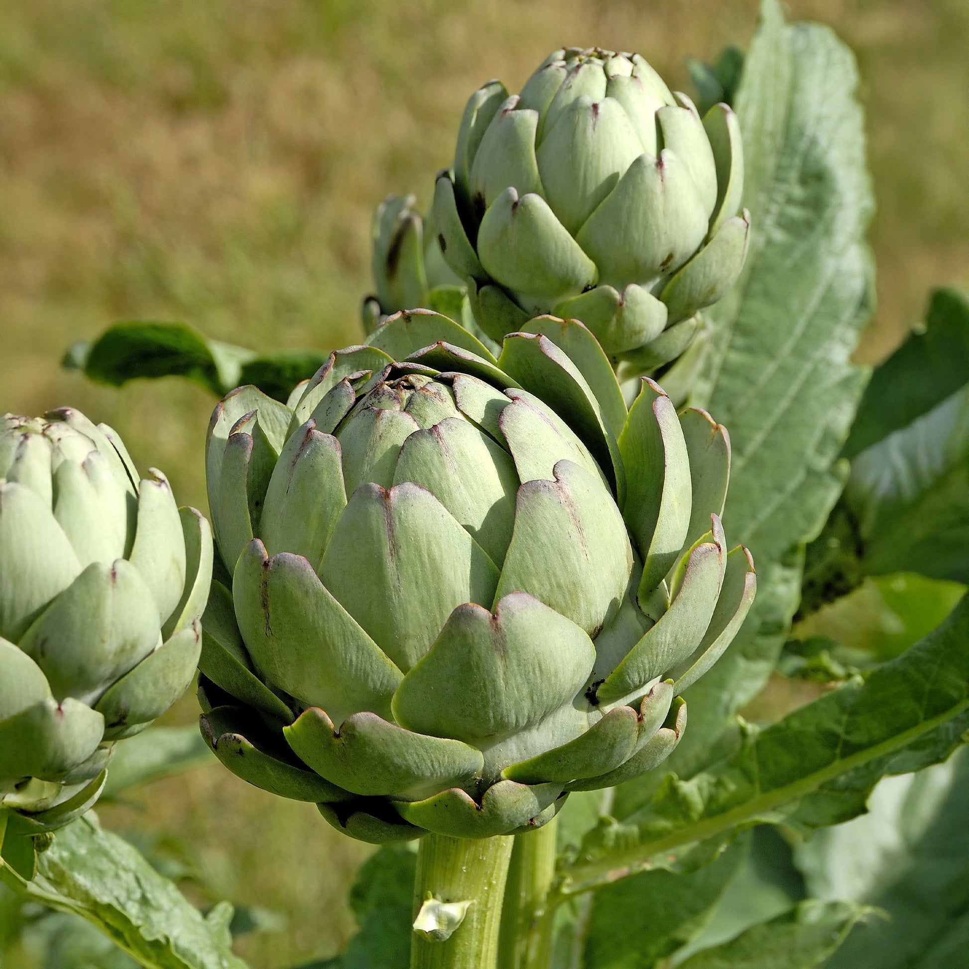 Artischocke ‘Vert de Laon’ (x3) - Cynara scolynus Vert de Laon - Bakker