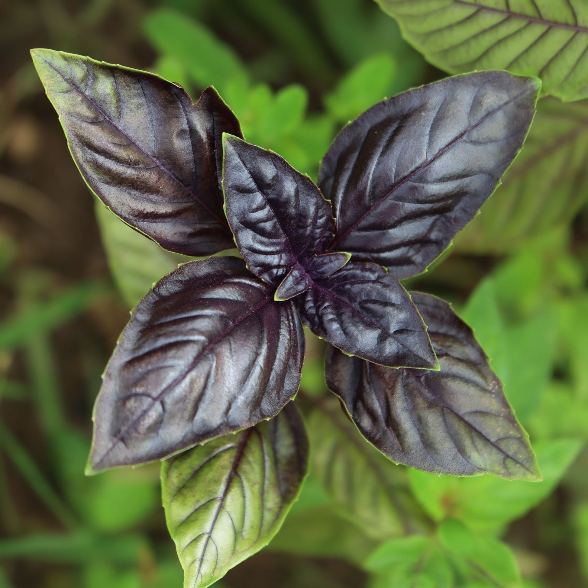 Basilikum - Purpur-Basilikum Pflanze - Ocimum basilicum purpurascens
