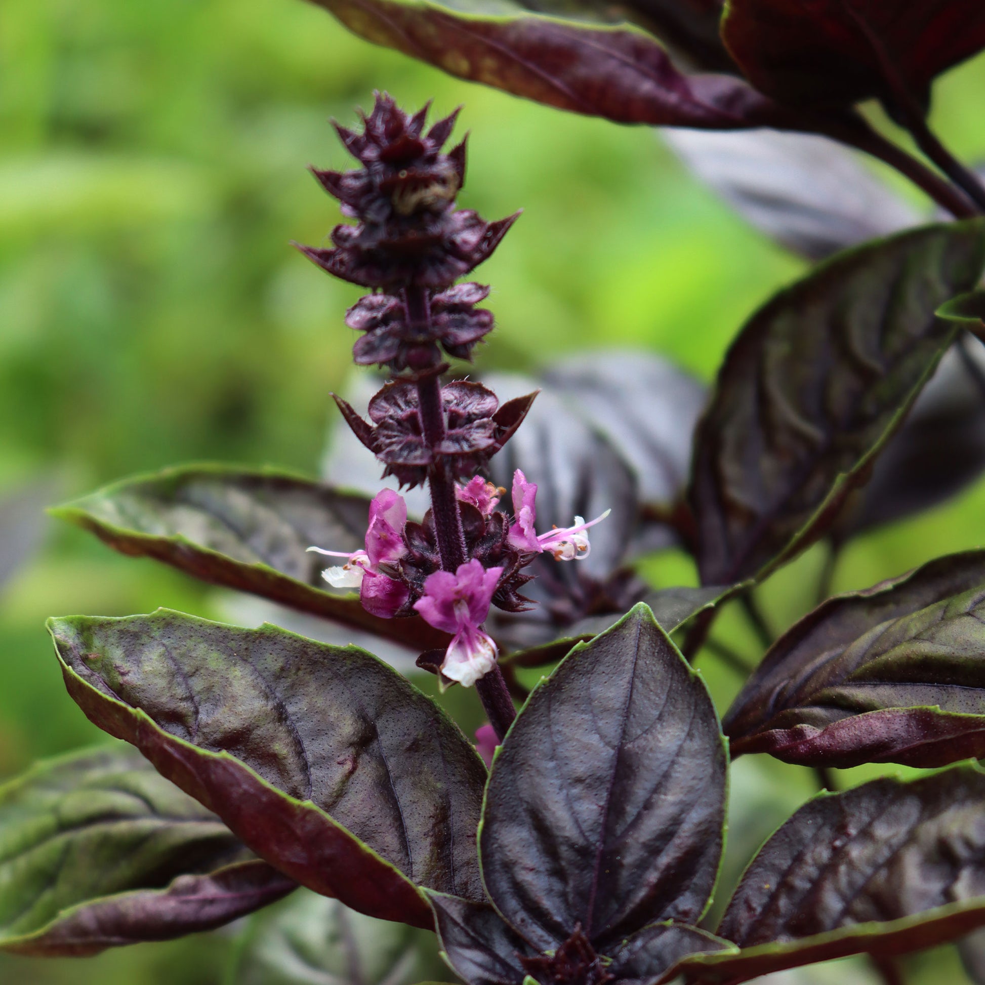 Ocimum basilicum purpurascens - Purpur-Basilikum Pflanze - Basilikum