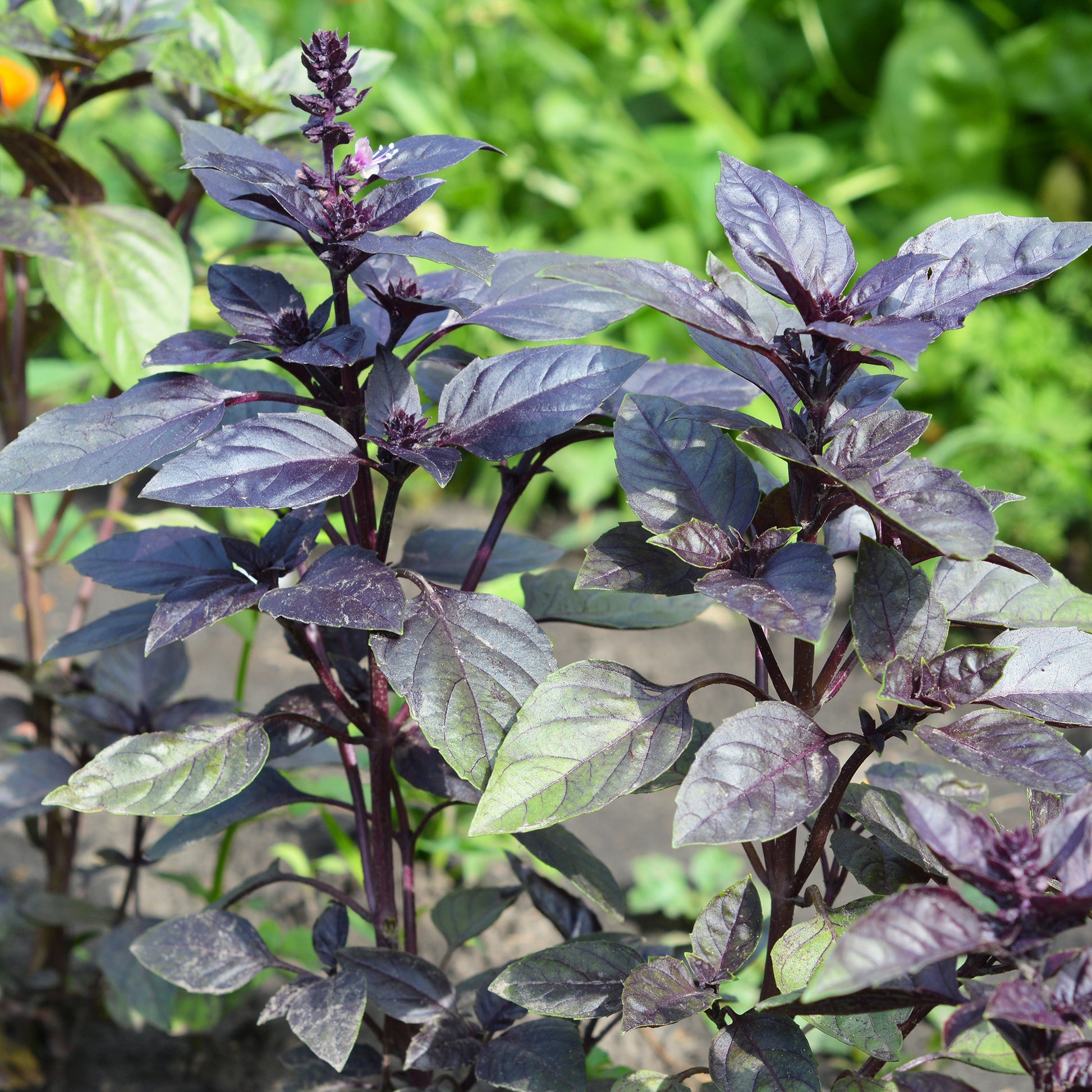 Verkauf Purpur-Basilikum Pflanze - Ocimum basilicum purpurascens
