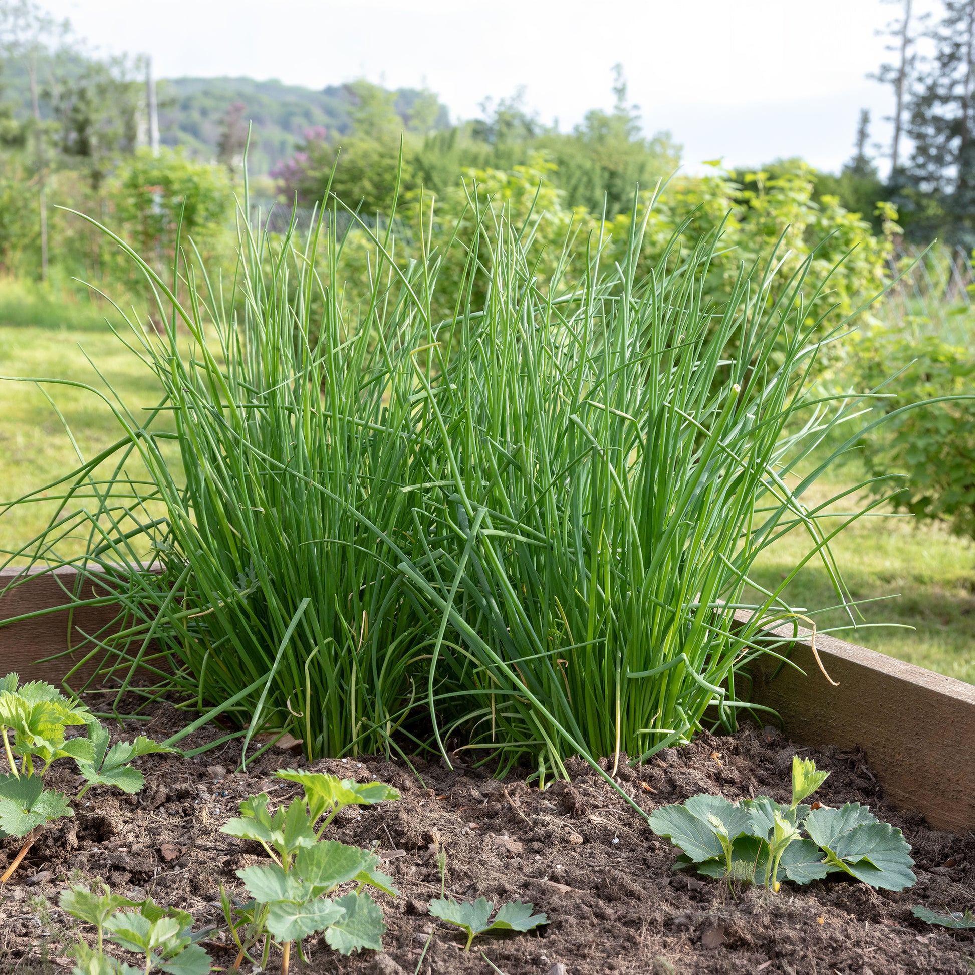 Schnittlauch Pflanze - Allium schoenoprasum - Bakker