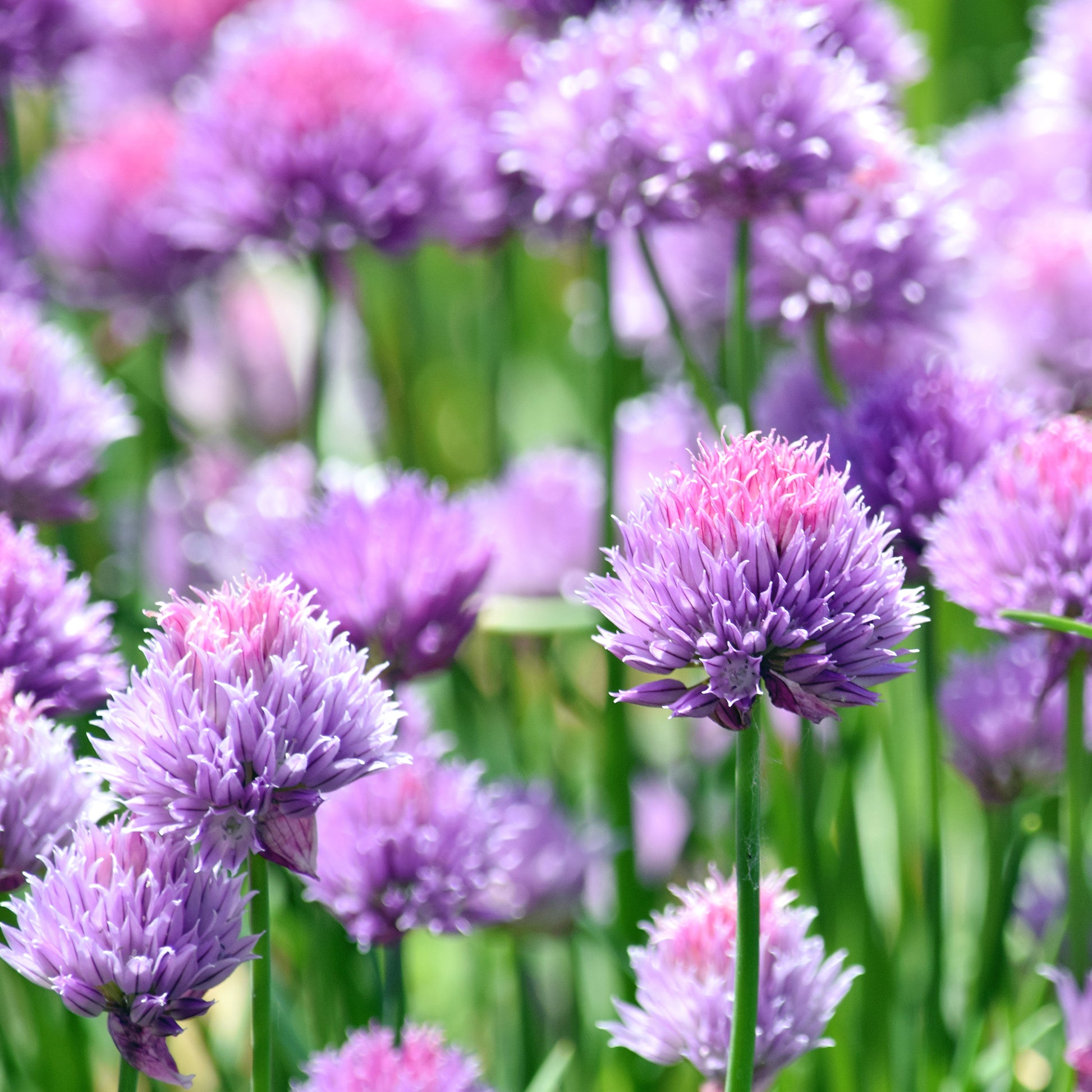 Kräuterpflanzen - Schnittlauch Pflanze - Allium schoenoprasum