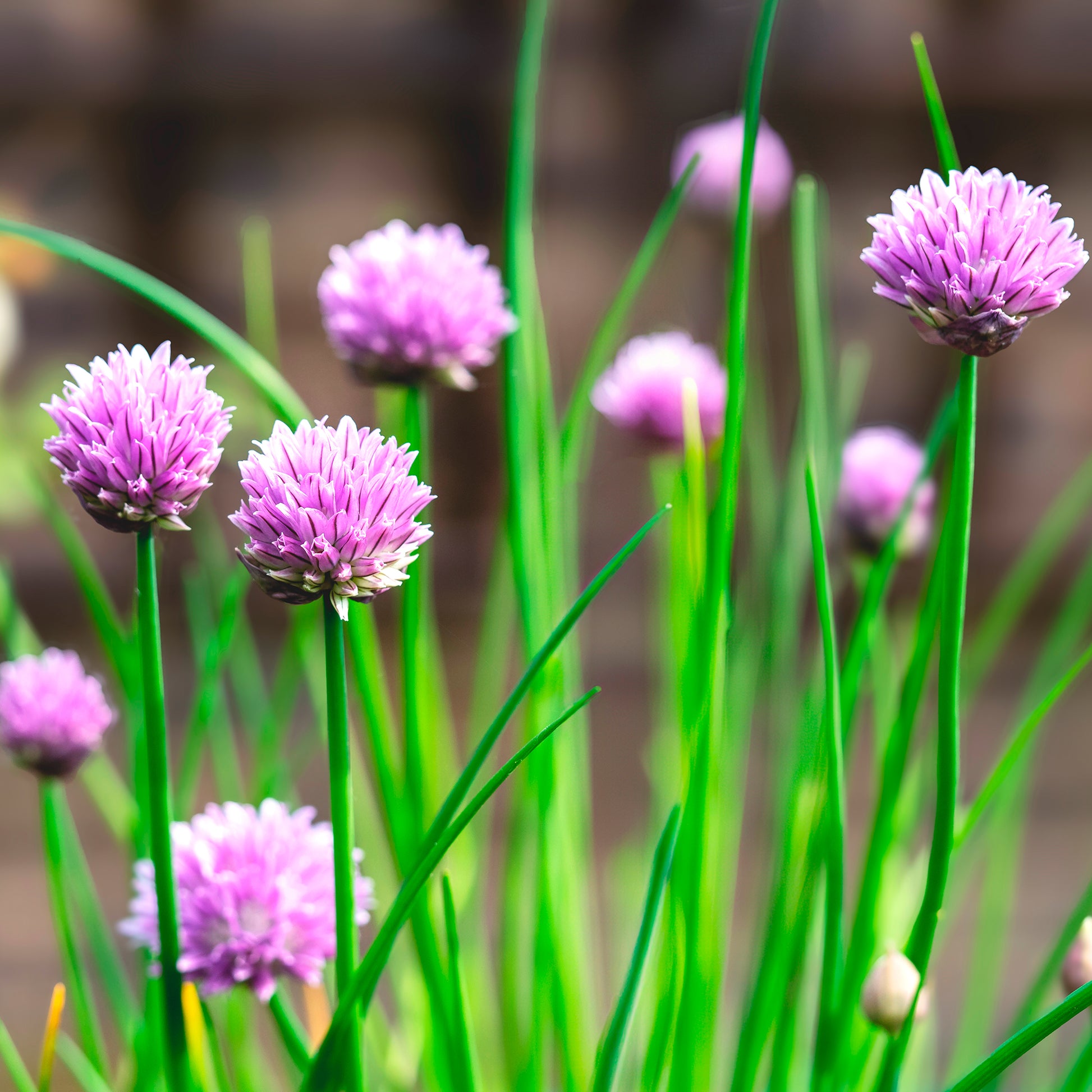 Verkauf Schnittlauch Pflanze - Allium schoenoprasum