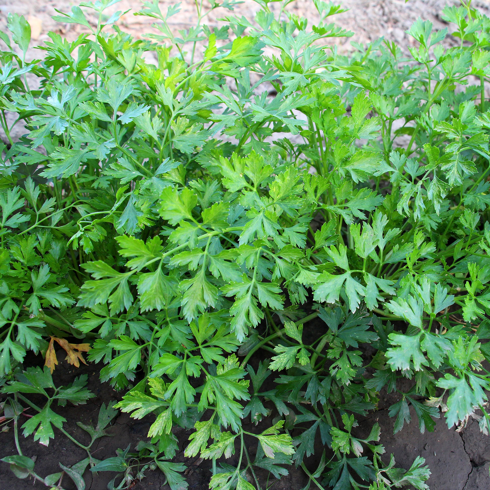 Verkauf Glatte Petersilie Pflanze - Petroselinum crispum