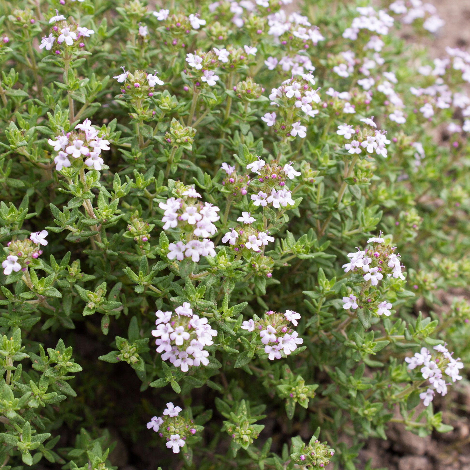 Thymian Pflanze - Thymus vulgaris - Bakker