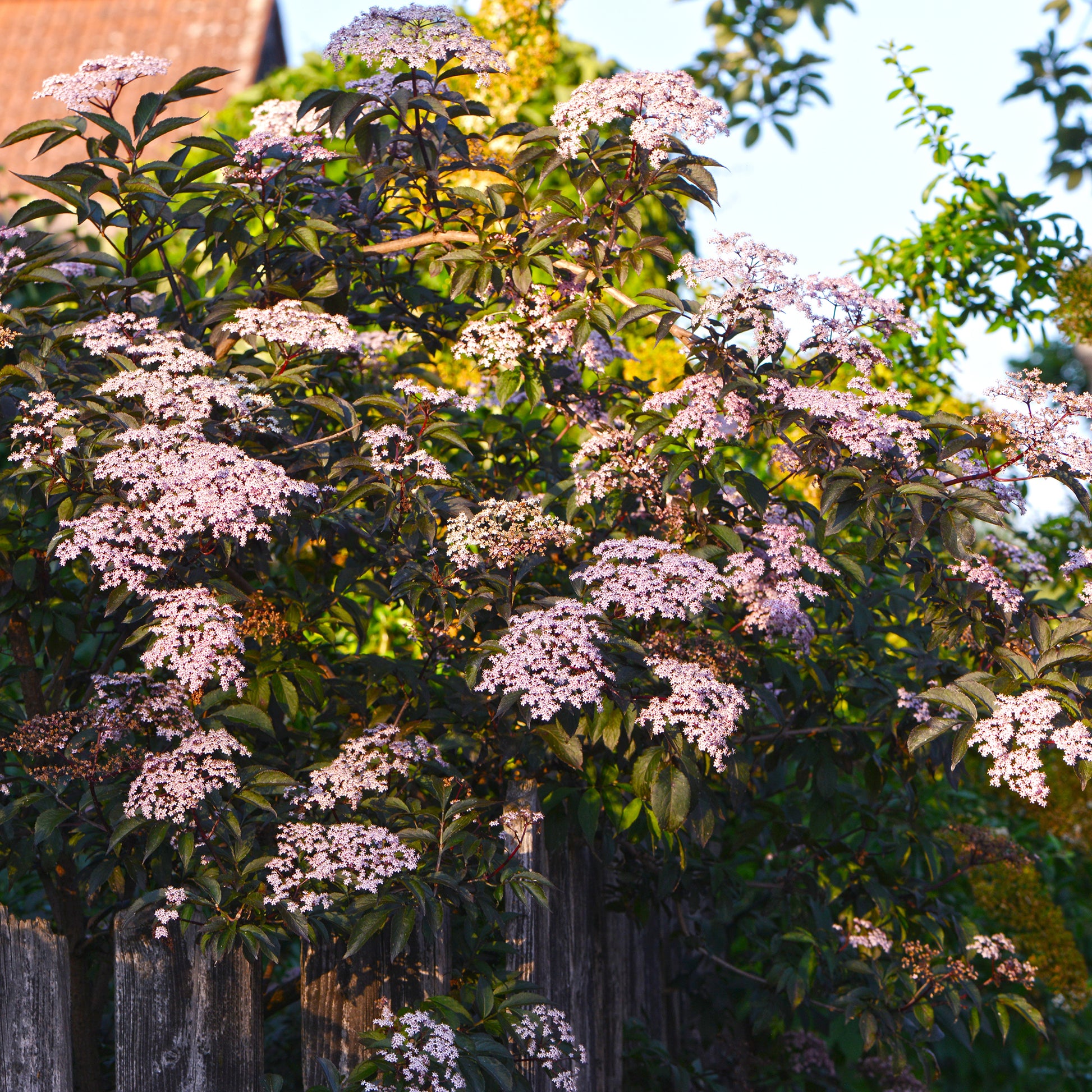Schwarzer Holunder - Sambucus nigra Thundercloud - Bakker