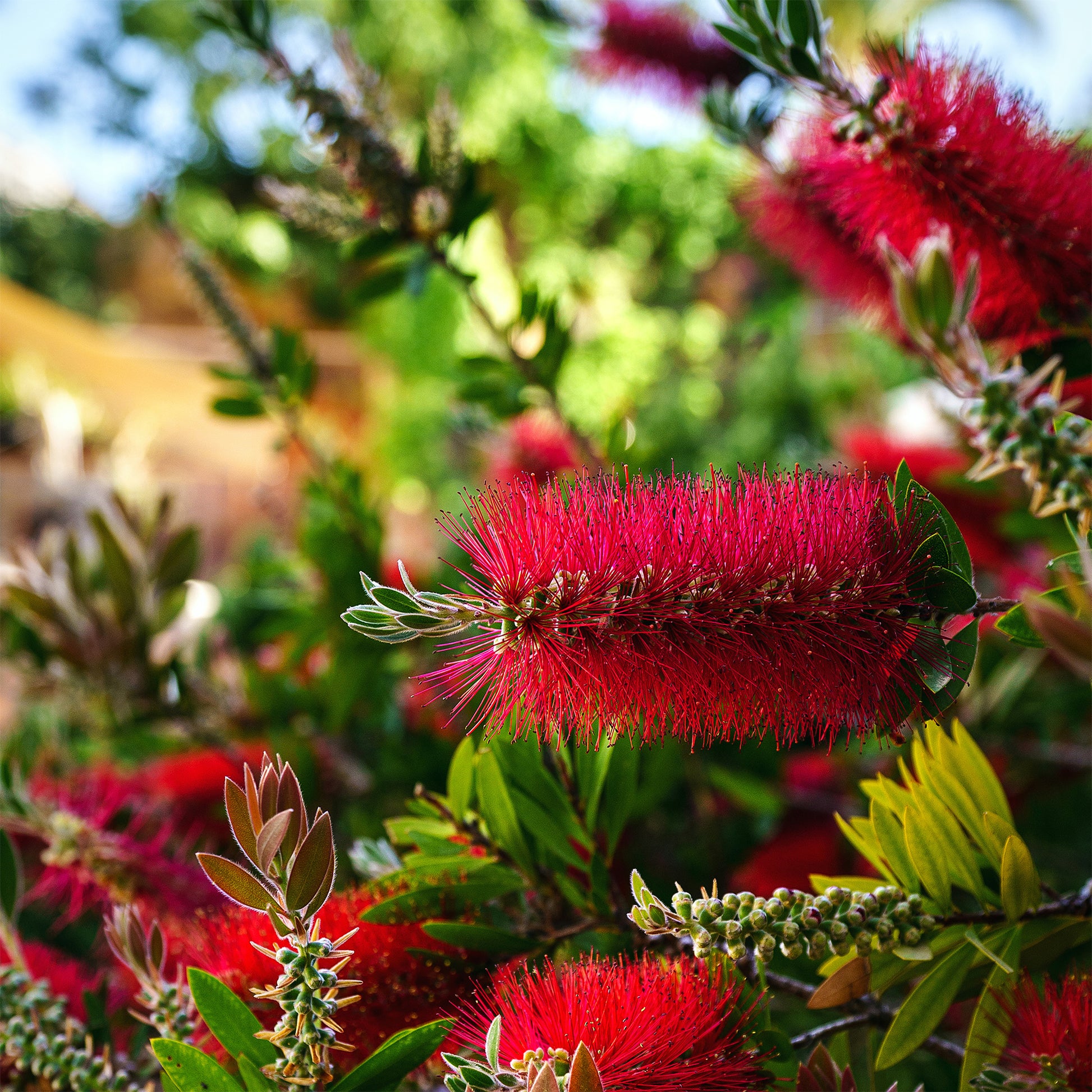 Verkauf Zylinderputzer - Callistemon laevis