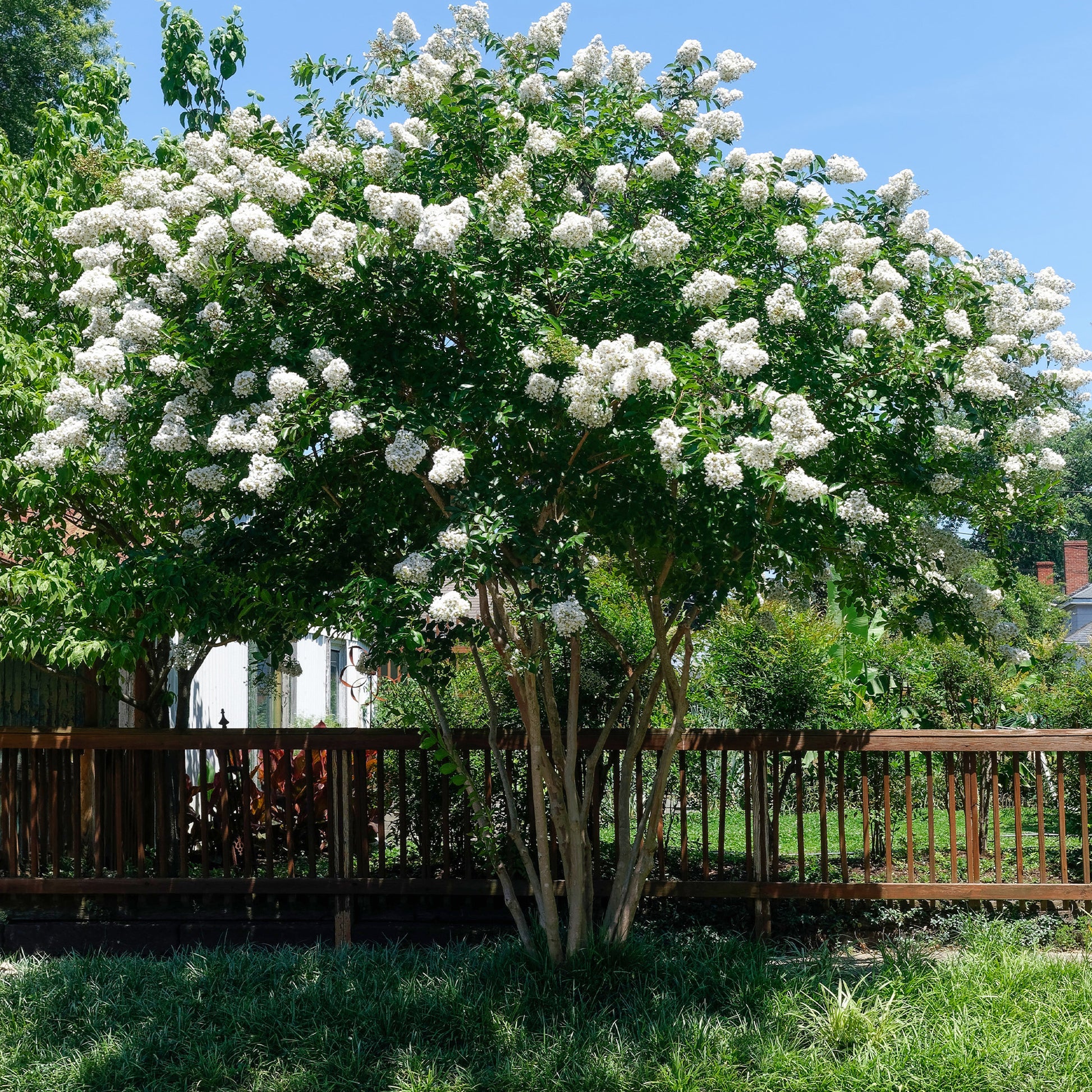 Indischer Flieder - Lagerströmie ‘Neige d’Été’ - Lagerstroemia indica Neige d'Été