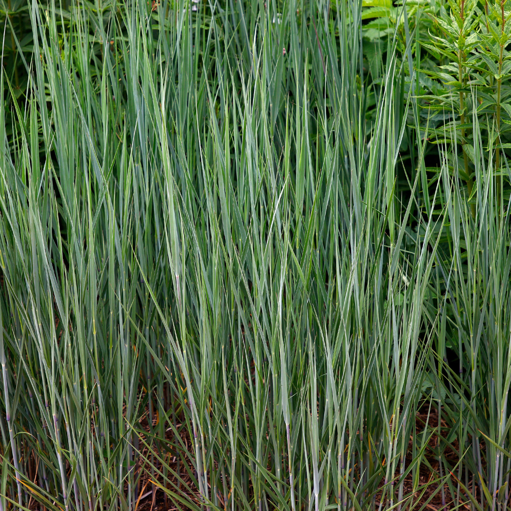 Bläuliche Ruten-Hirse Heavy Metal (x3) - Panicum virgatum heavy metal - Bakker
